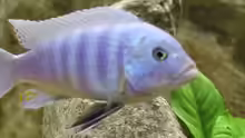 Cynotilapia afra
