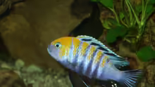 Cynotilapia afra