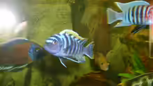 Cynotilapia sp. lion