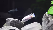 Cynotilapia sp. hara