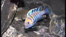 Cynotilapia zebroides cobue