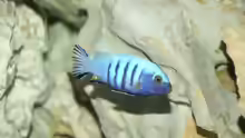 Cynotilapia