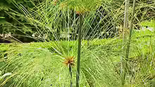 Cyperus papyrus