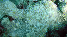 Cyphastrea ocellina
