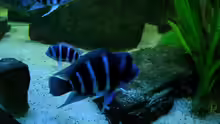 Cyphotilapia frontosa Blue zaire