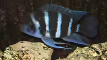 Cyphotilapia Frontosa Blue Zaire