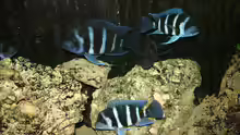Cyphotilapia Frontosa Blue Zaire