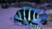 Cyphotilapia frontosa