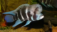Cyphotilapia frontosa