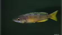 Cyprichromis leotosoma kitumba