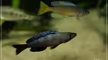 cyprichromis leotosoma kitumba