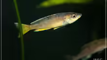 Cyprichromis leotosoma kitumba