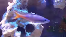 Cyprichromis leptosoma   Bock