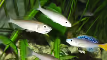 Cyprichromis leptosoma Blue Flash mit drei Weibchen