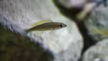 Cyprichromis leptosoma Blue Flash