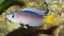 Cyprichromis leptosoma Blue Flash