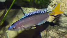 Cyprichromis leptosoma