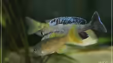 cyprichromis leptosoma kitumba