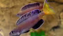 Cyprichromis-Arten