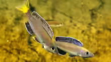 Cyprichromis leptosoma