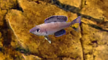 Cyprichromis leptosoma