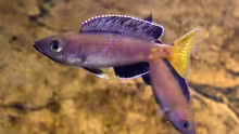 Cyprichromis leptosoma