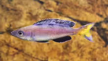 Cyprichromis leptosoma