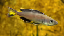 Cyprichromis-Arten