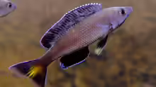 Cyprichromis leptosoma