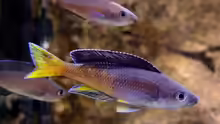 Cyprichromis-Arten