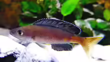 Cyprichromis leptosoma