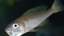Cyprichromis leptosoma mit Jungtiere im Maul