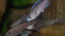 Cyprichromis leptosoma