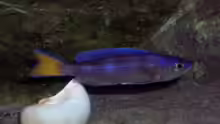 Cyprichromis leptosoma