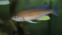 Cyprichromis pavo