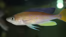 Cyprichromis pavo