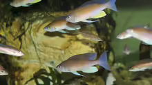 Cyprichromis pavo