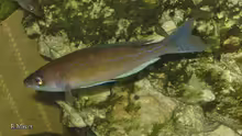 Cyprichromis pavo