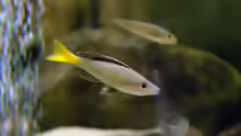 Cyprichromis