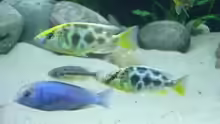 Cyrtocara moori und Nimbochromis Venustus Paar