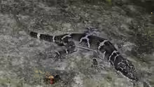 Cyrtodactylus consobrinus