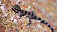 Cyrtodactylus pulchellus