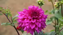 Dahlia pinnata