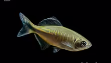 Danio devario