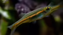 Danio jaintianensis