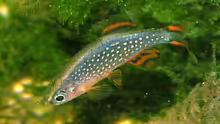 Danio margaritatus