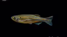 Danio meghalayensis
