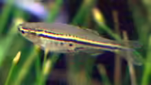 Danio nigrofasciatus