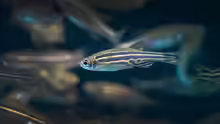 Danio rerio