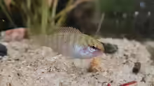 Dario dario
